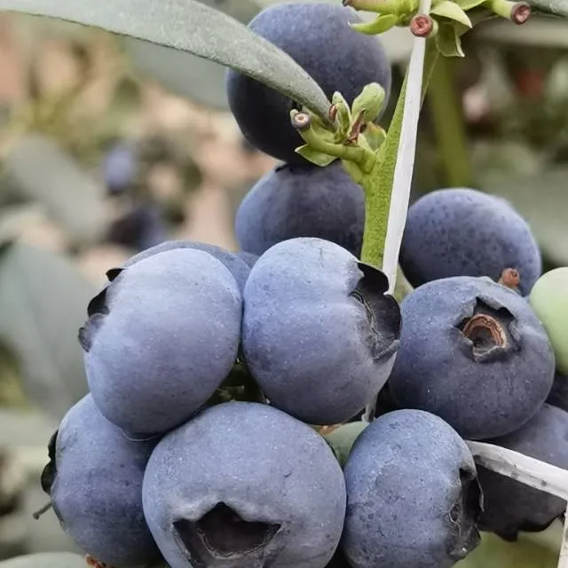 花香蓝莓现摘现发云南自己果园不打药保鲜