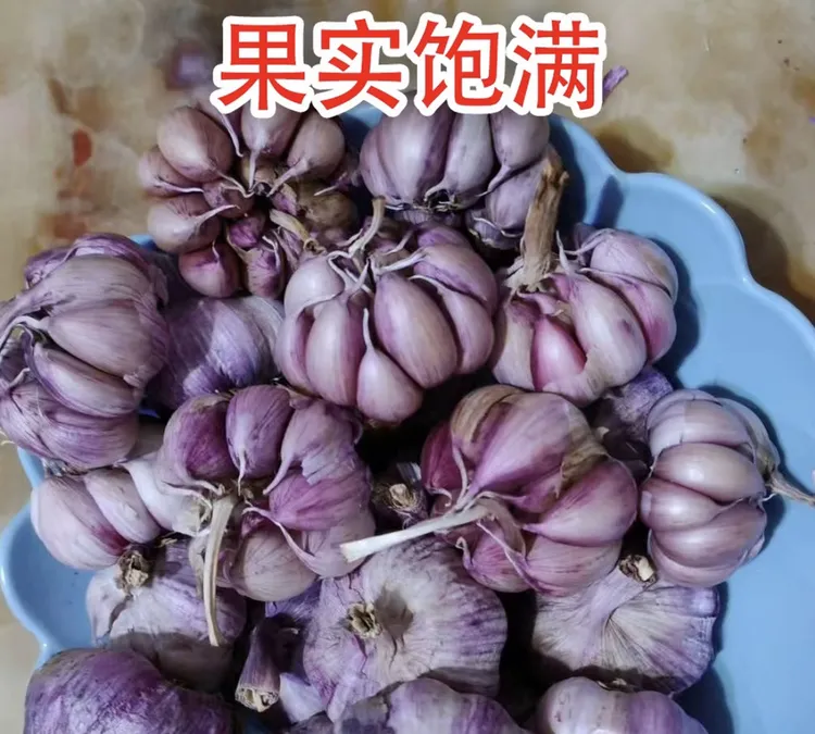 老品种紫皮大蒜子本地香蒜可做种炒菜