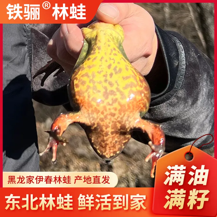 东北鲜活河鲜林蛙雪哈黄肚大母豹顺丰包邮送东北大酱F
