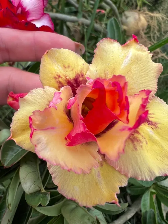 沙漠玫瑰直播间一物一拍裸根干疤瑕疵落叶芽口掉落是正常不售后