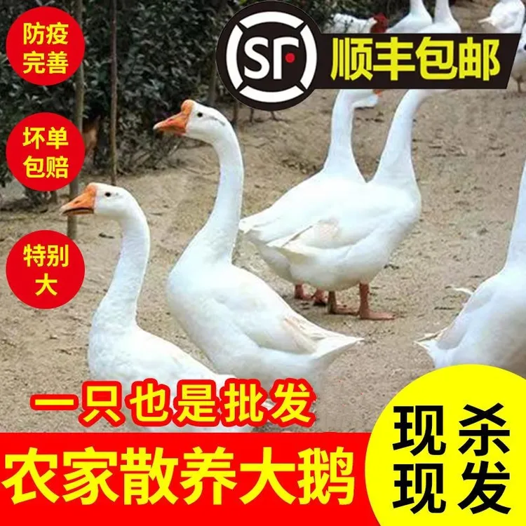鹅整只大鹅大白鹅炖大鹅新鲜鹅肉超大散养大鹅老鹅瘦肉多农家干净