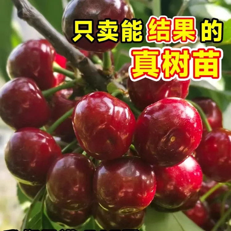 嫁接车厘子大樱桃树苗吉塞拉6号南方北方自花授粉果树苗