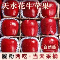甘肃天水正宗花牛苹果新鲜孕妇水果当季整箱包邮红蛇粉面平安果丑