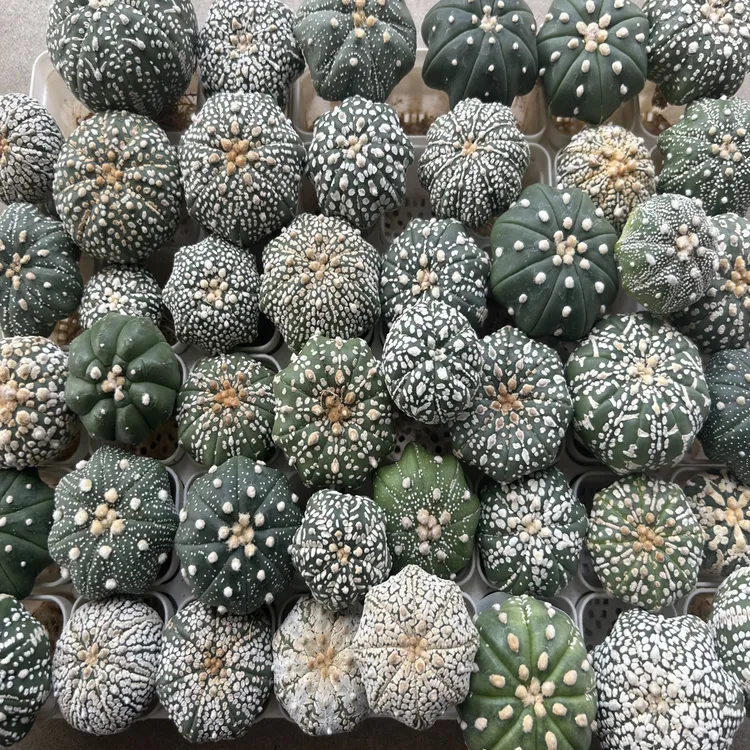 实生泰兜随机发货2颗 (4-5cm)