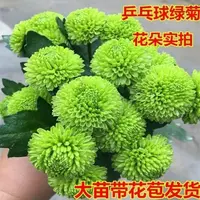 【绿乒乓菊】阳台庭院花卉植物盆栽植物花卉