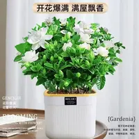 【吸水盆栀子花】230绿植盆栽花卉植物阳台客厅摆放浓香型四季好养
