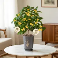 桂花盆栽绿植室内室外清香四季常青懒人好养植物