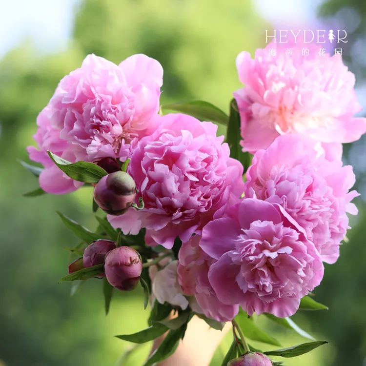 海蒂的花园菏泽芍药裸根苗块根种植庭院盆栽花园花卉地栽耐寒植物