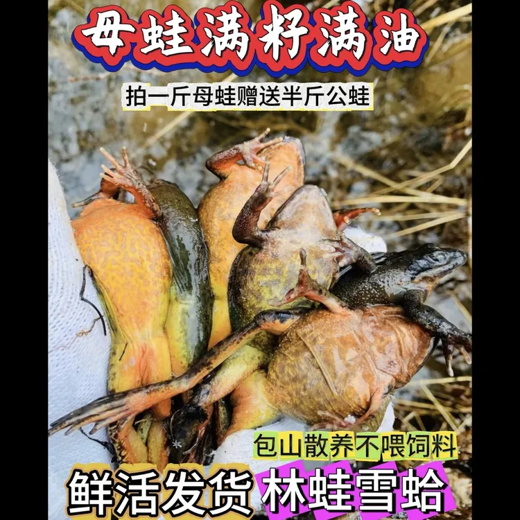 东北林蛙新鲜大母豹子开河满籽满油黄肚蛤蟆