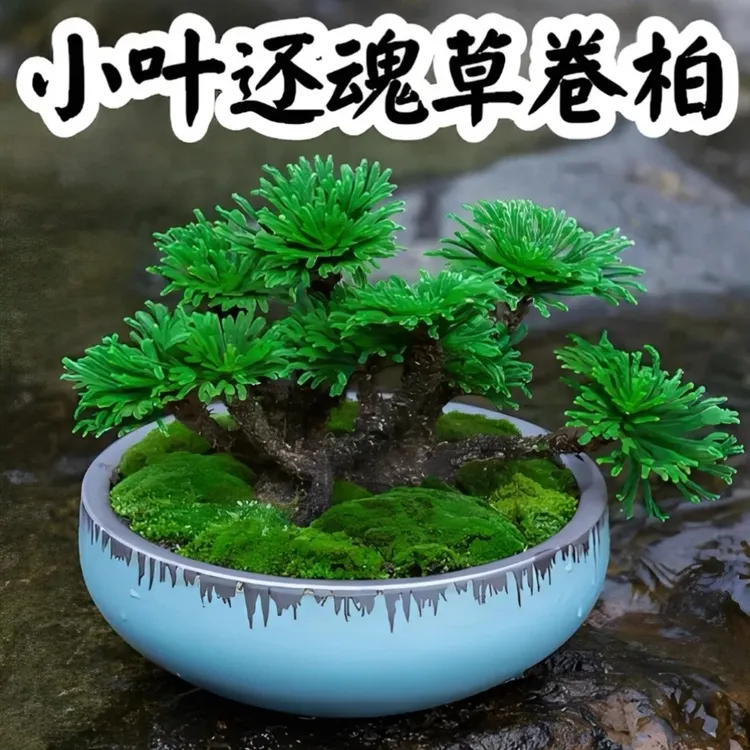 观赏九死还魂草见水还阳复活不死草微型盆景盆栽假山观景卷柏商品图