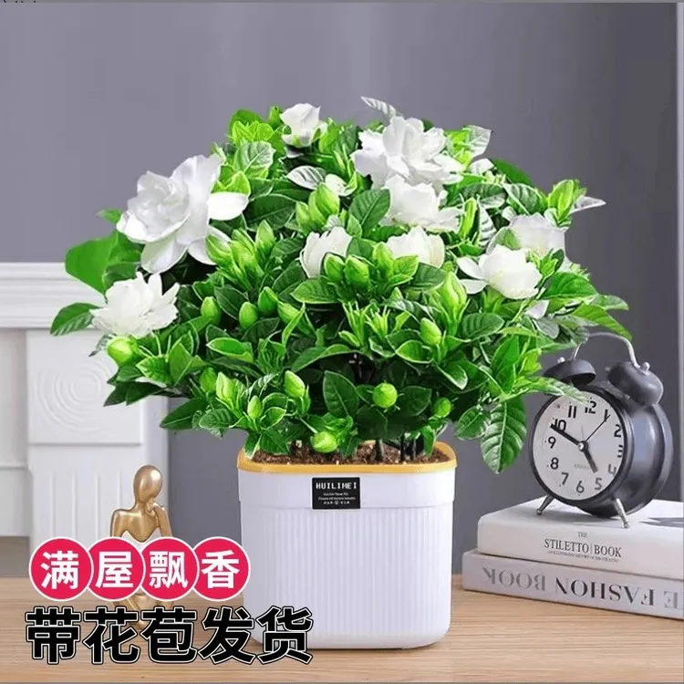 四季高颜值栀子花【浓香型栀子花带吸收盆】室内办公室阳台好养易活