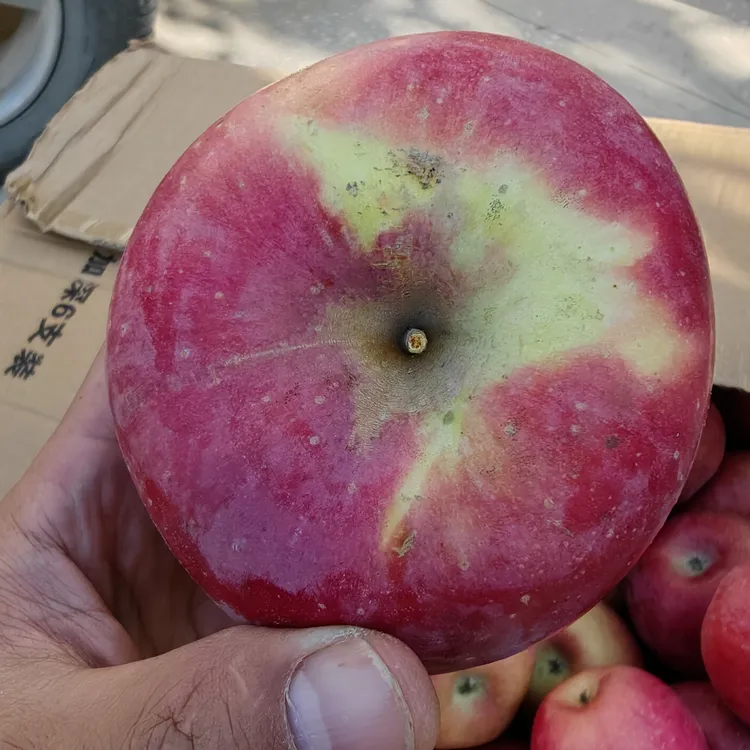 佳县山地红富士苹果 露天种植（不套袋）新鲜采摘脆甜冰糖心苹果