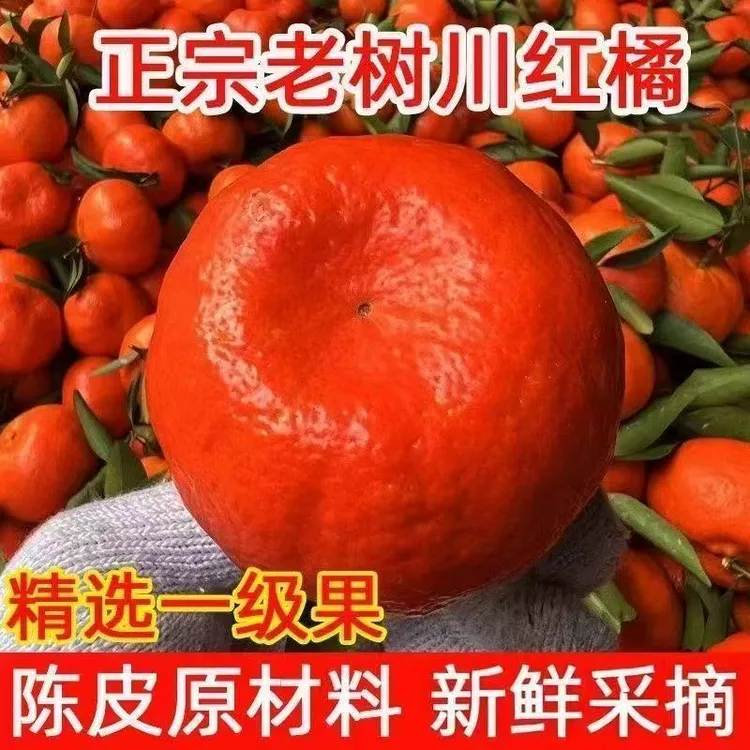 四川老树川红橘新鲜现摘酸甜桔子可做蜜桔陈皮直发水果当季水果