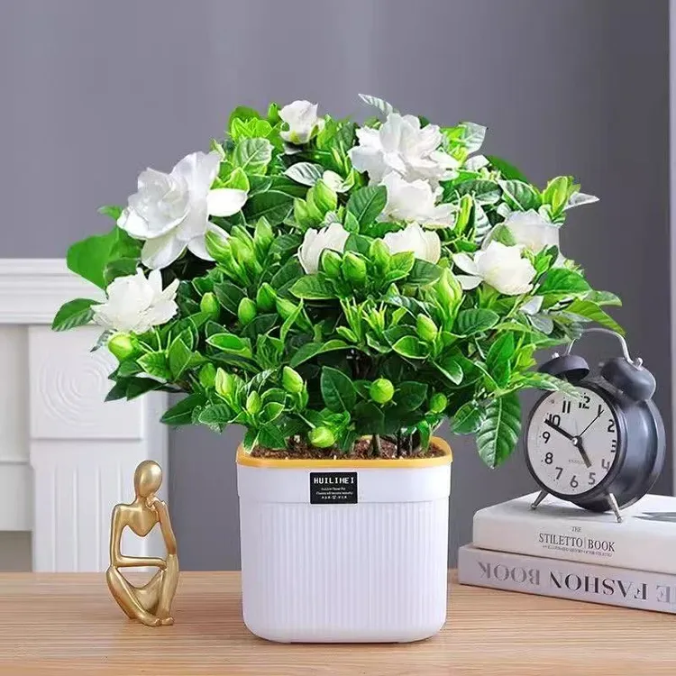 【带盆栽好】浓香型带花苞栀子花盆栽客厅阳台四季开花好养水培绿植