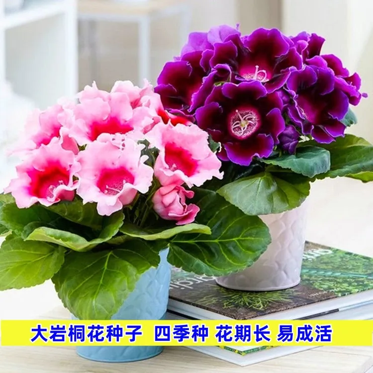 重瓣大岩桐花种子富贵芙蓉花种子四季播种花草种子室内外阳台盆栽