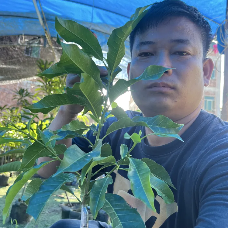 新品种万亿一号黄晶果盆栽地种