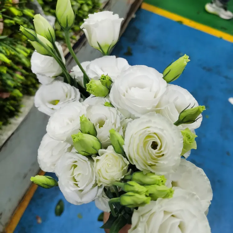 白色洋桔梗花束云南昆明直发家庭水养鲜切花家用手捧花鲜花花语