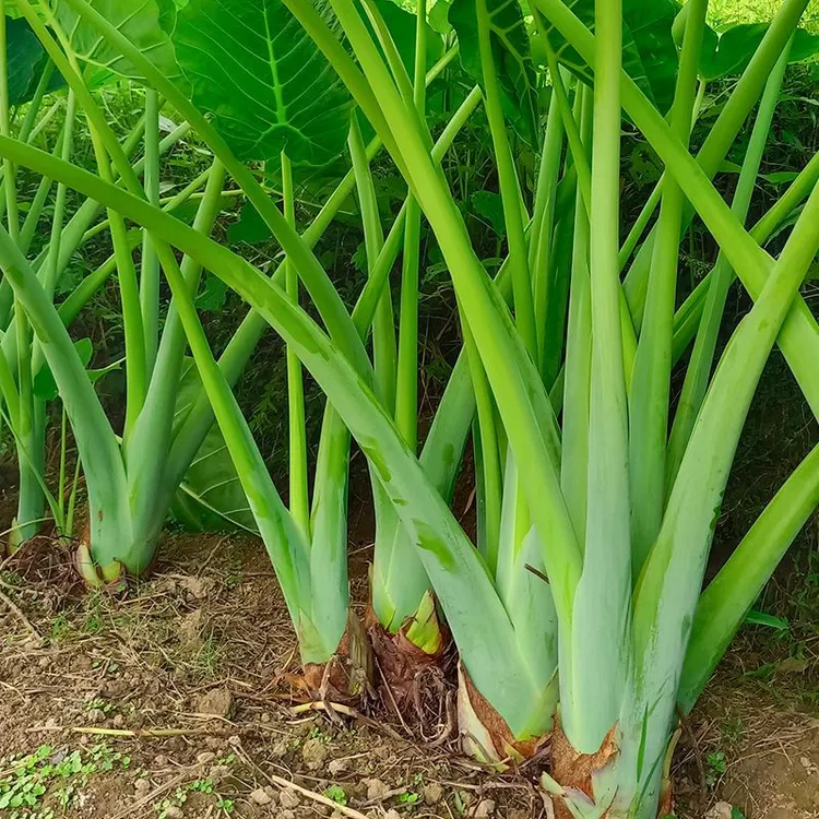 新鲜现割农家自种贵州锦屏广菜白芋荷梗