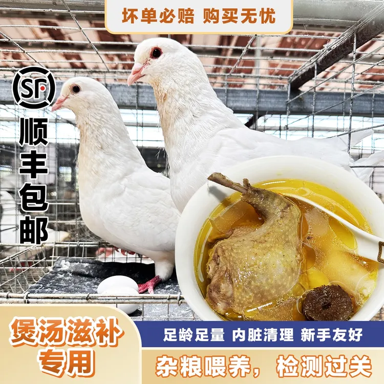 （2/3/4只老鸽）新鲜农家散养五谷杂粮喂养现杀煲汤土老鸽 含心肝胗