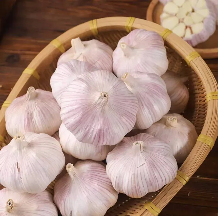 【不好吃包退】山东特产农家大蒜头特大紫白皮新大蒜