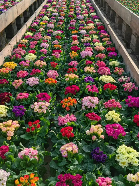 （缤纷）云南香水玫瑰报春花盆栽花重瓣（0℃拍保温棉不拍冻坏不售后）