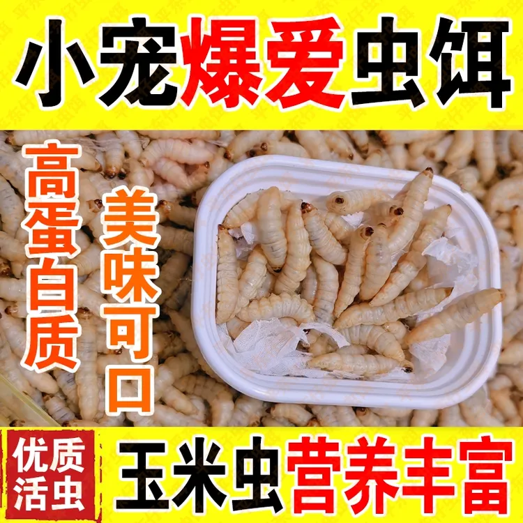 【买就送厂家活动】葡萄蜜虫玉米虫钓鱼活虫饵料守宫仓鼠蜜袋鼯粮食