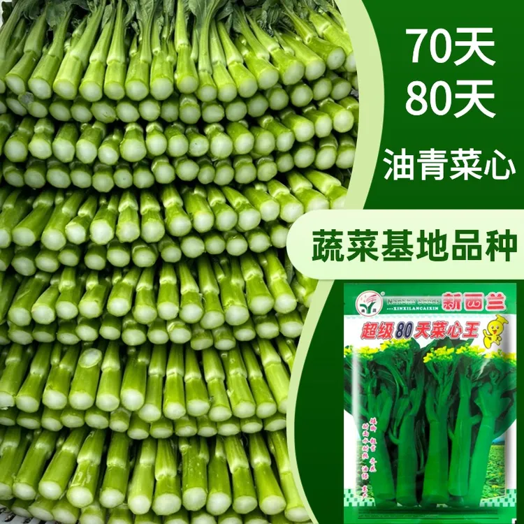 新西兰70天尖叶/80天圆叶菜心种子、迟花油青菜芯品种 400克/袋