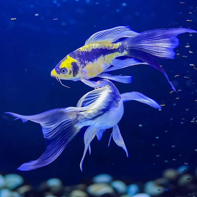 德系玛雅蝴蝶鲤大酋长长尾短身锦鲤冷水鱼耐活耐寒淡水观赏鱼