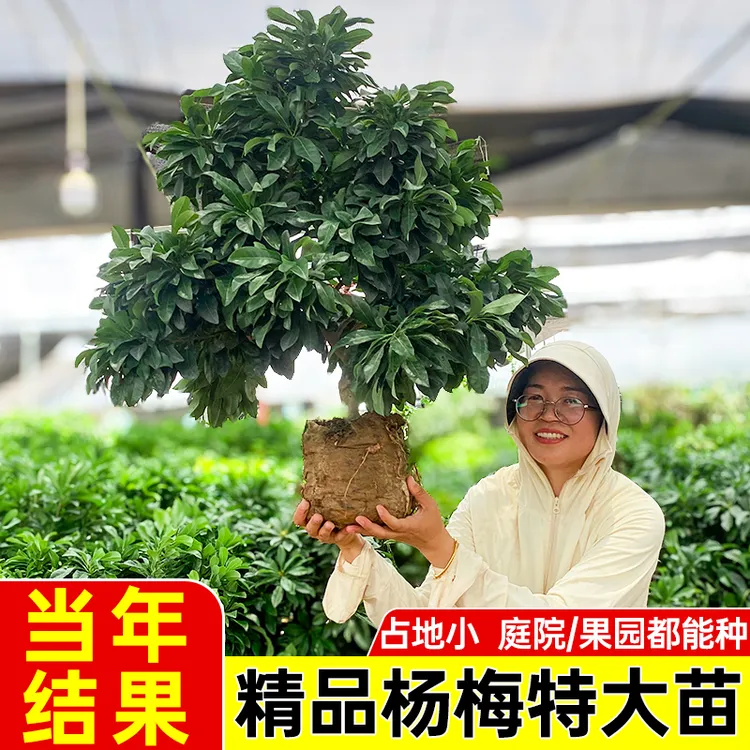 东魁特大树苗嫁接杨梅树树苗大果水果树果苗盆栽南方种植杨梅苗