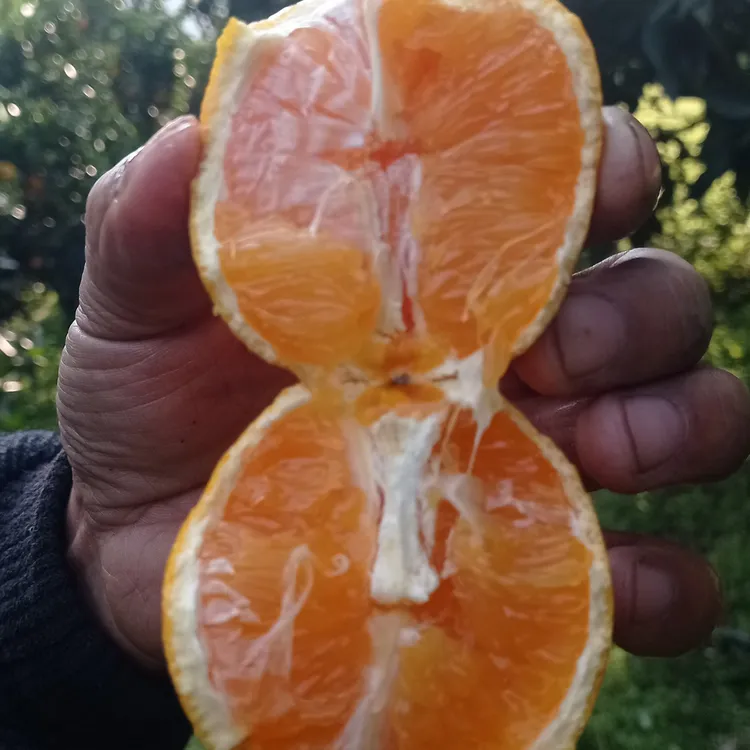 秭归脐橙九月红果冻橙香甜多汁细嫩化渣/现摘现发坏果包赔