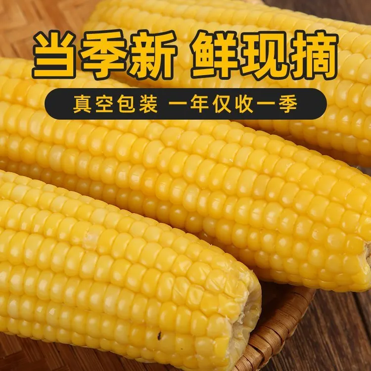 （直播专属）山西头茬黄糯玉米真空包装甜糯粗粮代餐