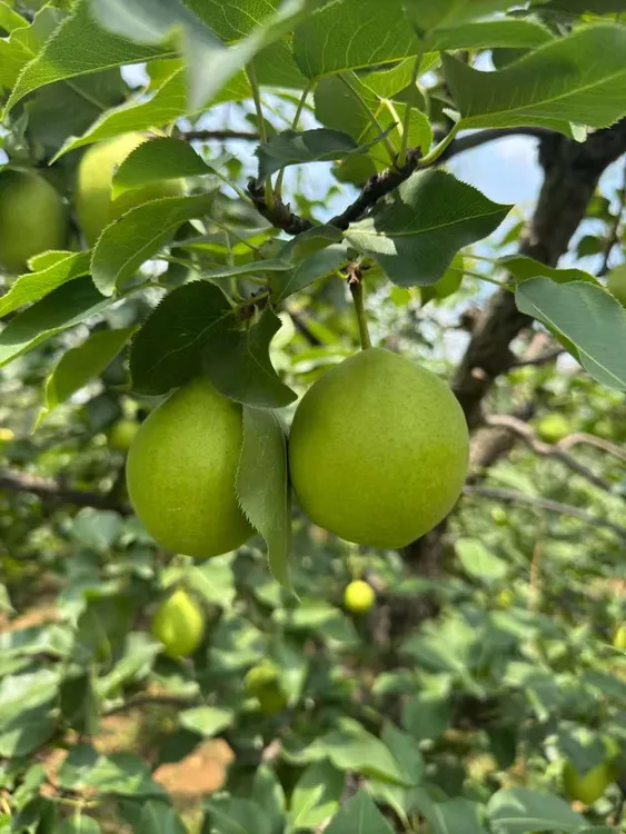 陕西应季脆皮酥梨现摘现发脆甜多汁无渣皮薄口感细腻的新鲜水果