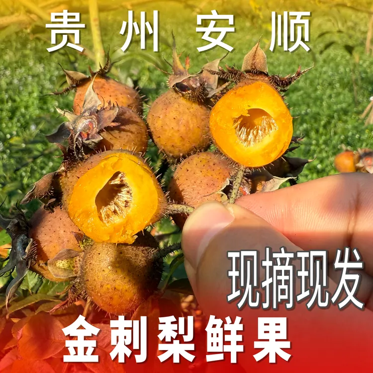 【鲜果榨汁】贵州野生新鲜无籽金刺梨大果可榨汁泡酒现摘VC孕妇小孩