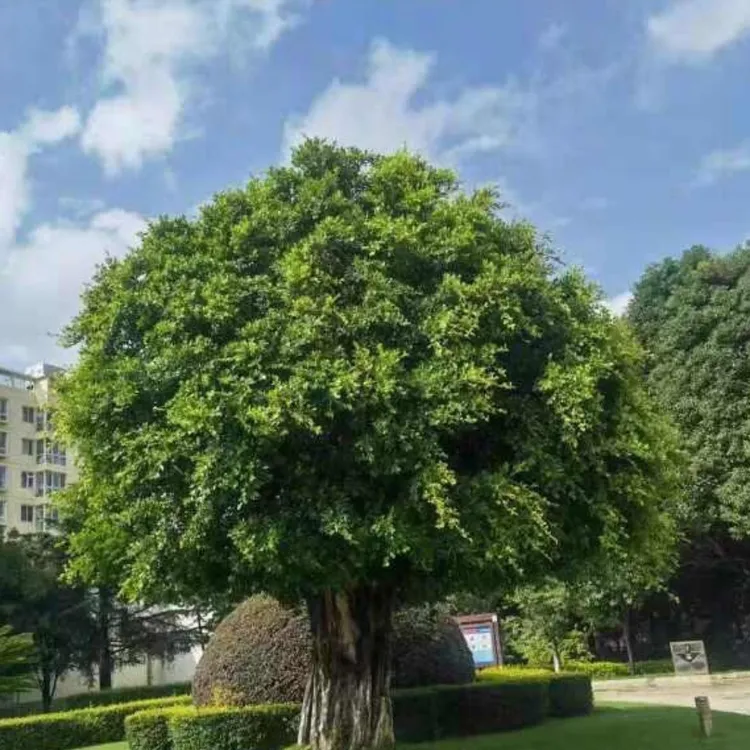正宗小叶榕树苗四季树苗庭院南北方绿植风景树地栽高山大榕树包邮