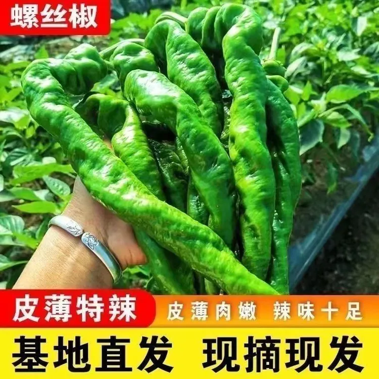 新鲜螺丝椒微中辣螺丝椒新鲜采摘中辣虎皮辣椒香辣脆爽薄皮辣椒