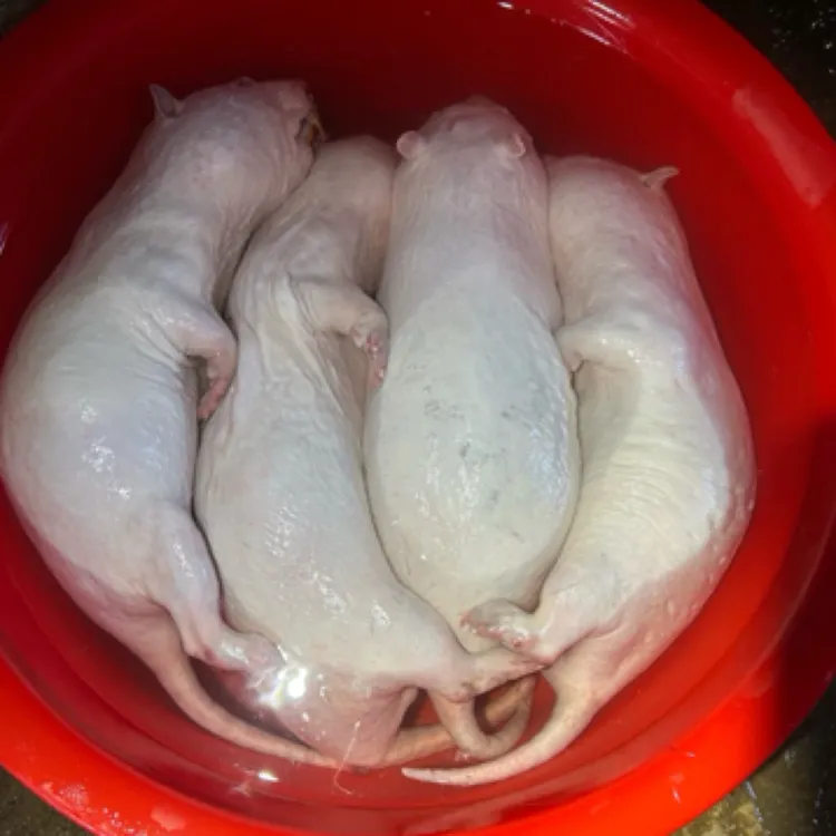 红颊竹鼠肉现做稻香火烧皮白条保证新鲜