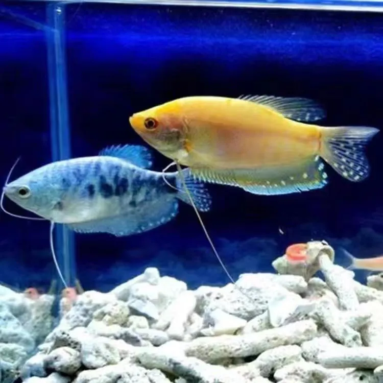 五彩丽丽鱼曼龙鱼热带小型观赏鱼耐活好养淡水鱼鱼鲜活活鱼观赏鱼