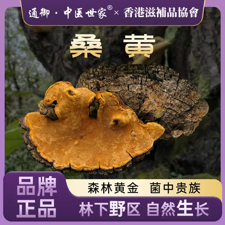 西藏桑黄 西藏墨脱县山野天然生长桑黄切块