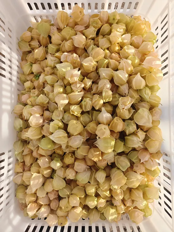 薄皮菇娘，黄金豆