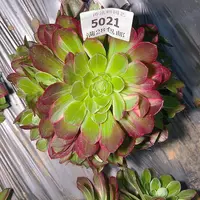 5021万花筒多肉植物2号