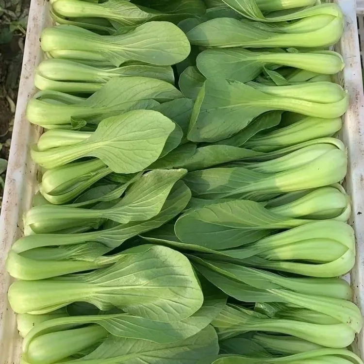 四季青小油菜农家青菜自家种植上海青小青菜香菇菜绿叶菜新鲜发货