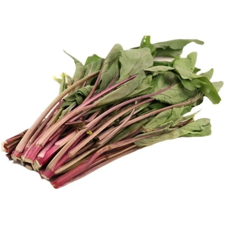 红菜苔种子种籽蔬菜秋天种的孑广东菜籽菜种四季菜心南方冬季大全