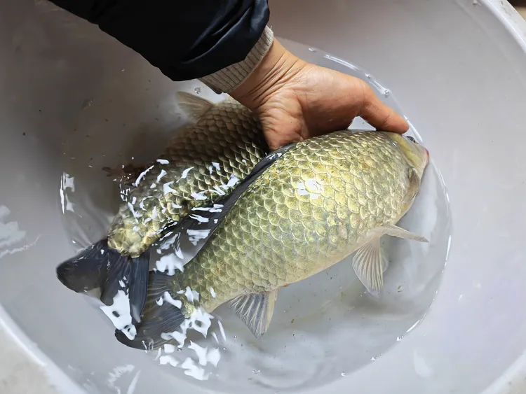 重庆鲫鱼中科3-5号 水族活鱼