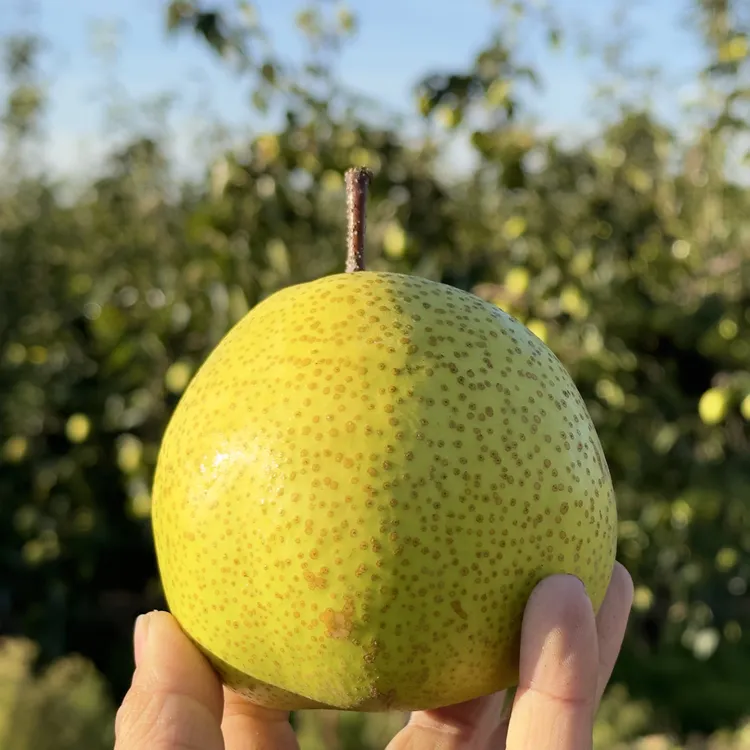 正宗山东古树慈梨莱阳梨新鲜水果产地直发（普通箱装）梨子雪梨果梨