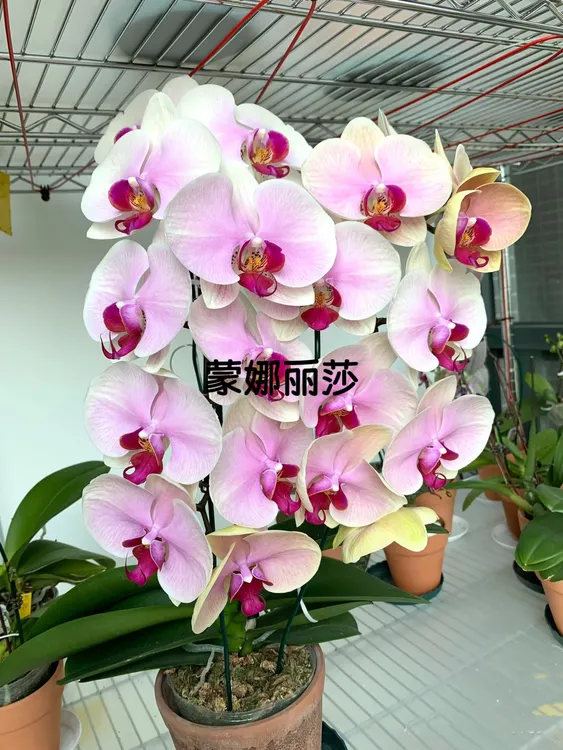 3.5寸蒙娜丽莎无花无剑仅苗