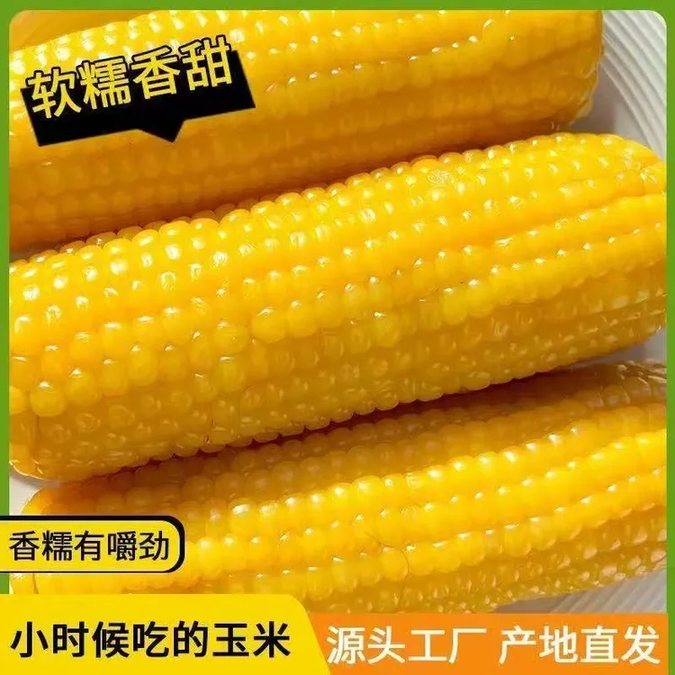 黑龙江省2025年头茬黄糯玉米棒玉米真空包装粗粮整箱10/根