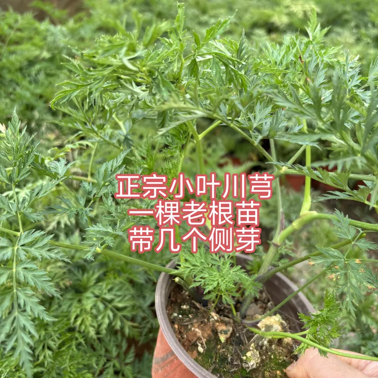 云南小叶川芎老桩盆栽原盆2盆川穹苗可食用新鲜川芎带叶红茎川芎