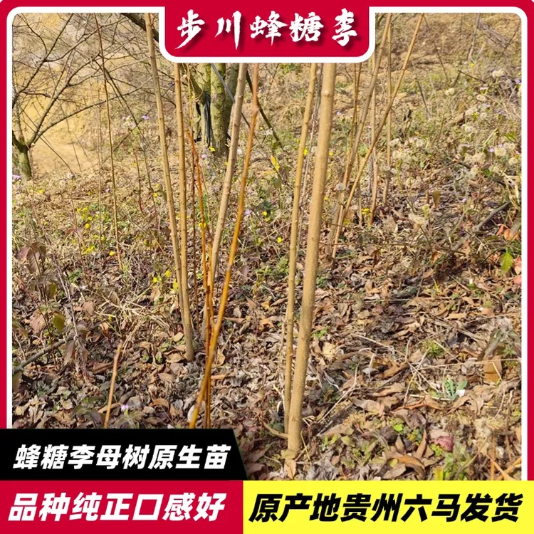 【蜂糖李原生苗】正宗贵州六马蜂糖李原生苗，原生蜂糖李子树苗
