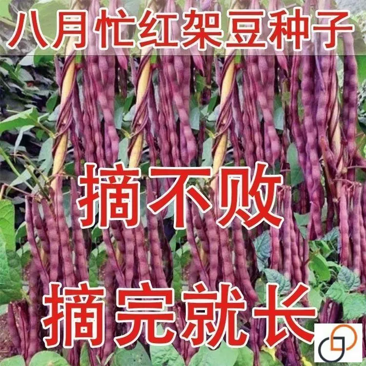 八月忙冻死鬼豆角种子耐寒耐热高产无筋豆角红色四季豆四季芸豆种