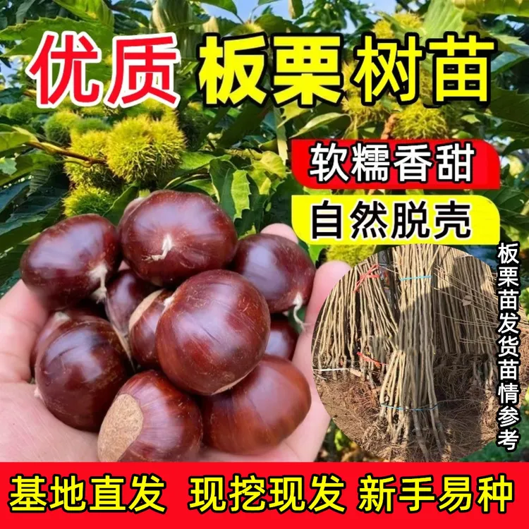 【新苗上市】嫁接大红袍王中王油板栗树苗南北方盆栽地栽种果树苗商品图